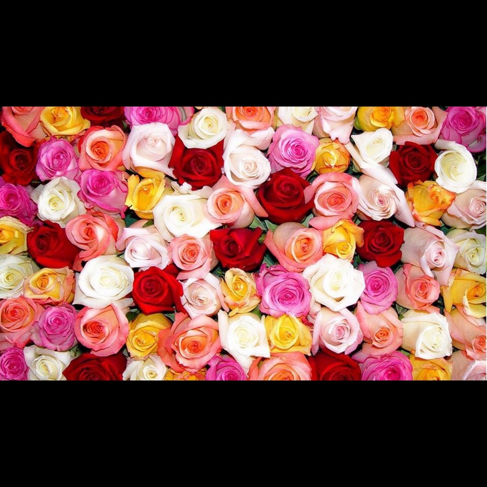 Meet your Posher, Lucy